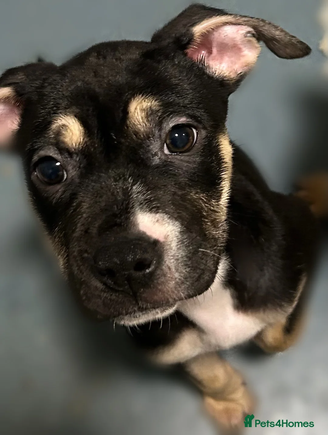 Mixed Breed dogs for sale: Classic Bully Pups. in Manchester - Advert 3