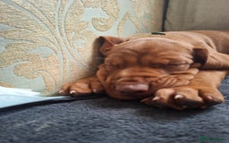 Hungarian Vizsla dogs for sale: Hungarian vizsla  - Image 27