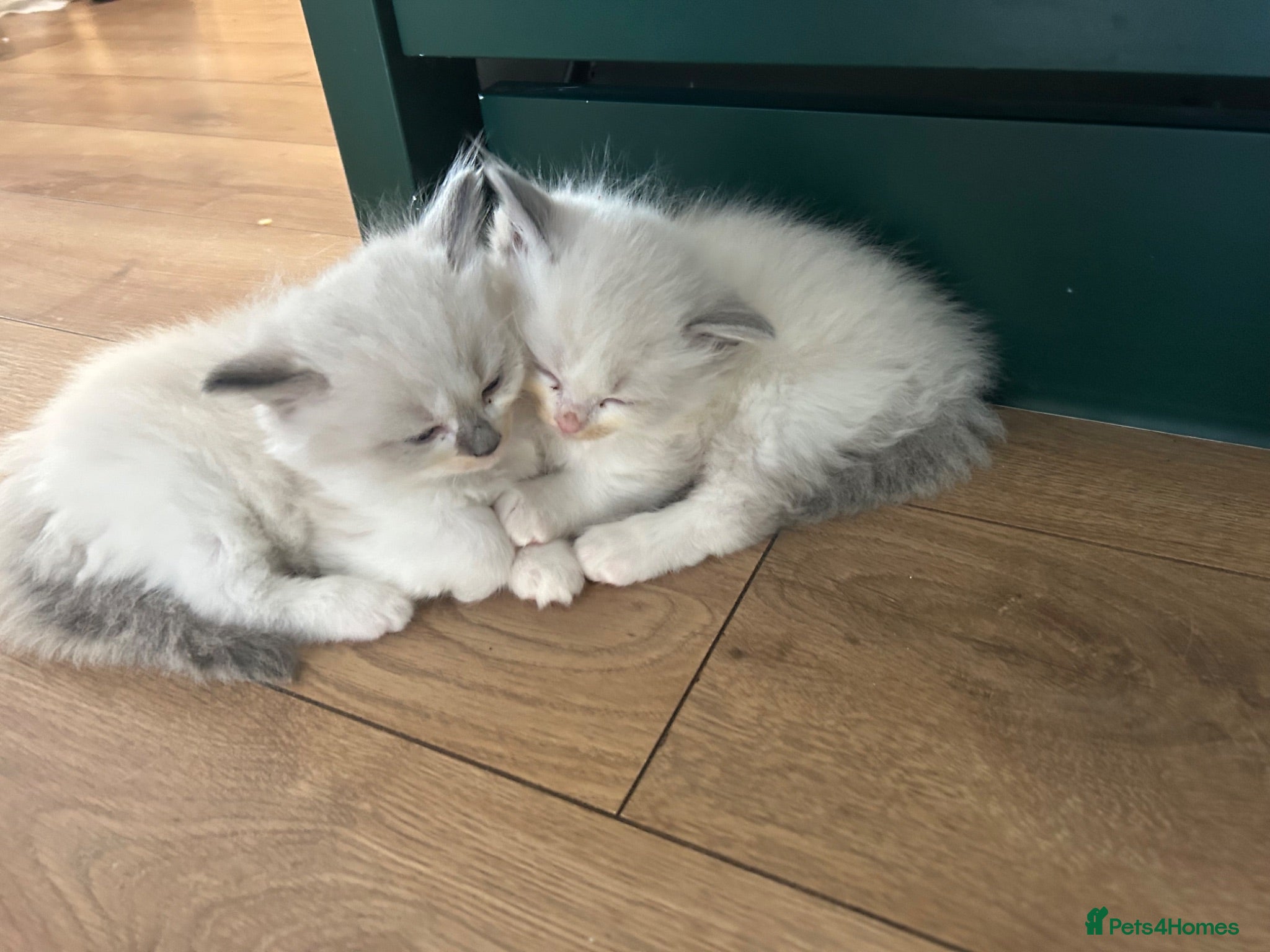 Ragdoll cats Pure Kittens - Advert 2