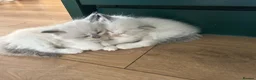 Ragdoll cats for sale: Pure Ragdoll Kittens - Advert 15