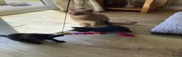 Mixed Breed cats for sale: Playful kittens - Advert 2