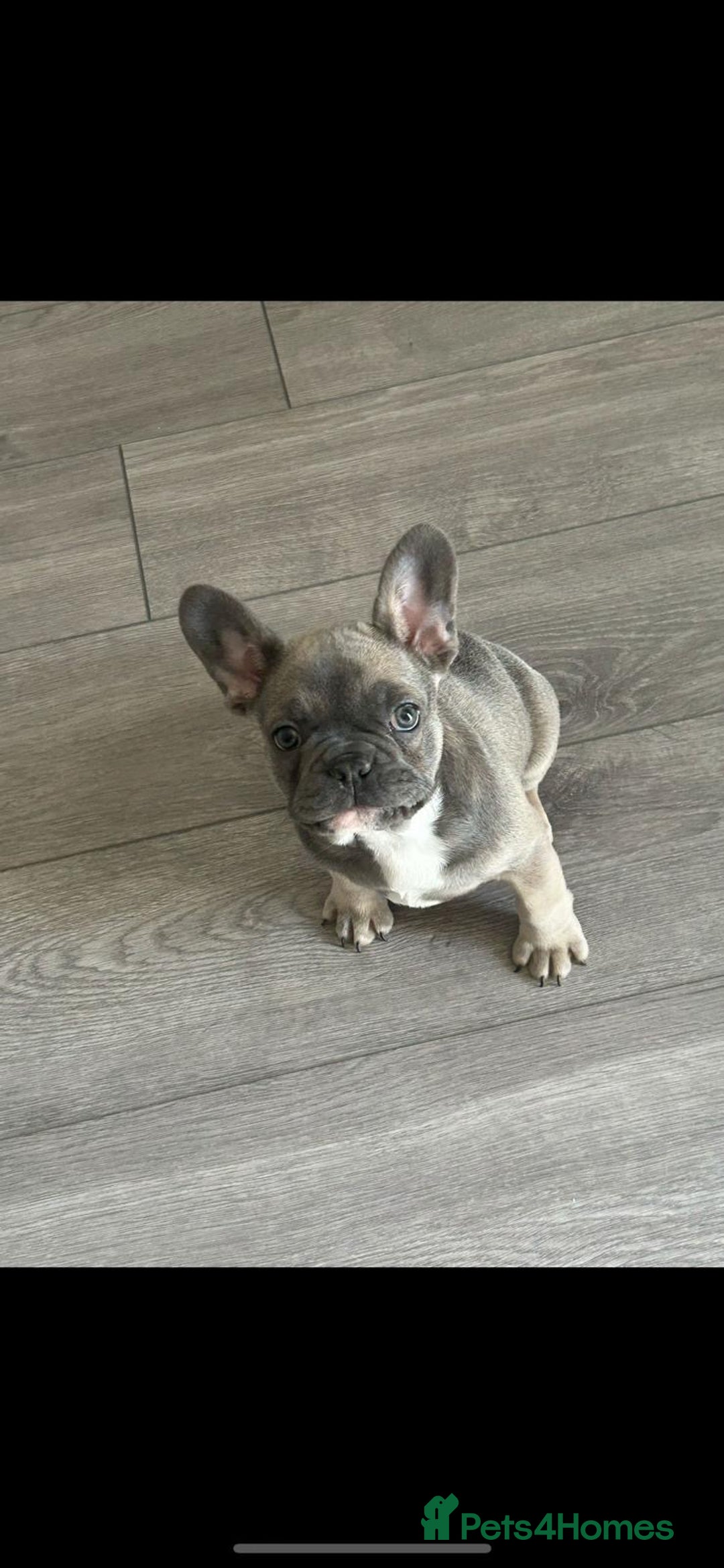 French Bulldog dogs for sale: Luna a 6 month old French bulldog puppy  - Image 9