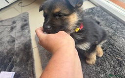 German Shepherd dogs for sale: German Shepherds  - Image 7