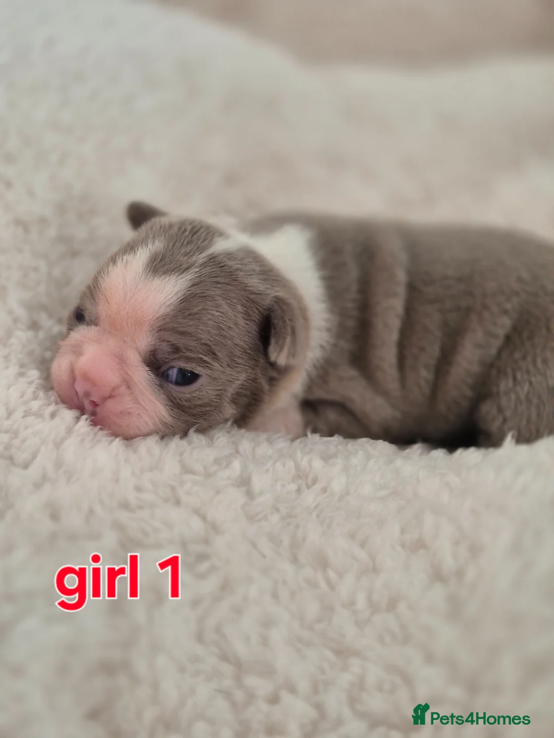 Boston Terrier dogs for sale: Boston terrier puppies  - Advert 17
