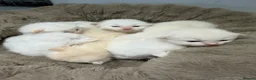 Ragdoll cats for sale: Rare Flame Lynx Ragdoll Kittens excellent Quality  - Advert 16