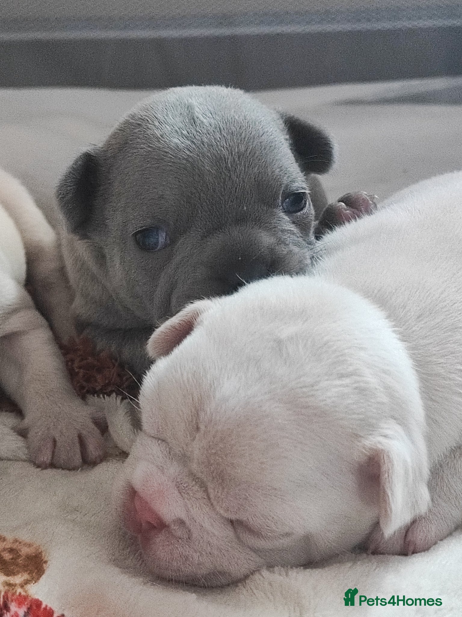 French Bulldog dogs for sale: french bulldog puppies in Nottingham - Advert 10