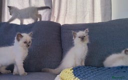 Ragdoll cats for sale: GCCF SEALPOINT RAGDOLL KITTENS - Image 6