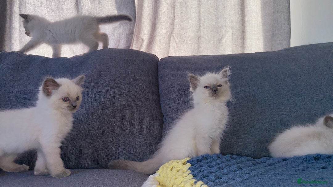 Ragdoll cats for sale: GCCF SEALPOINT RAGDOLL KITTENS - Image 6