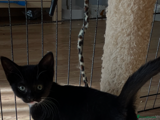 Mixed Breed cats - Advert 25