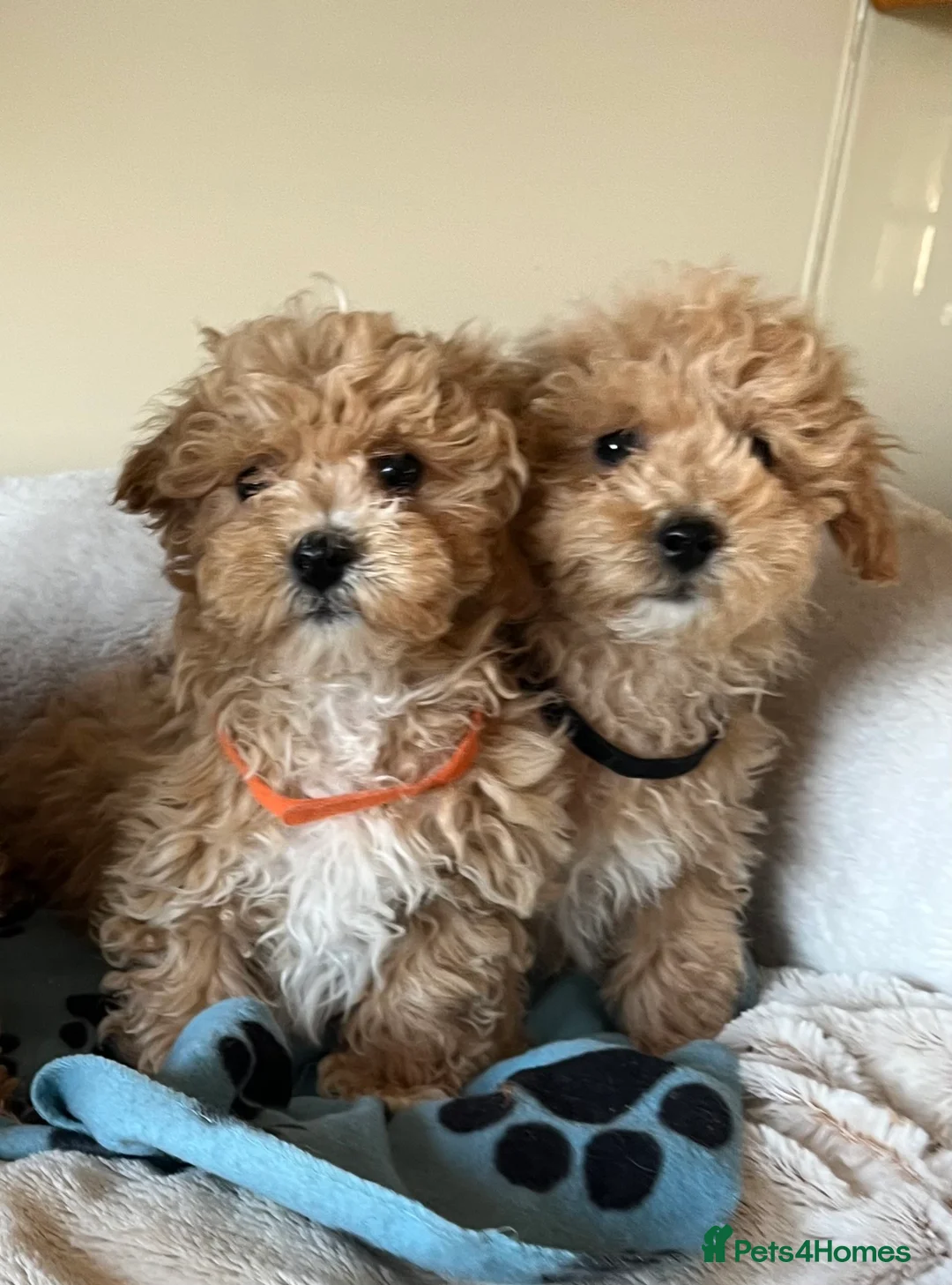 Poochon dogs for sale: Poochon puppies  - Advert 2