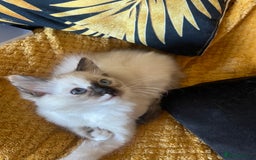 Ragdoll cats for sale: Ragdoll adults Purebred pedigree 5 generations  - Advert 26