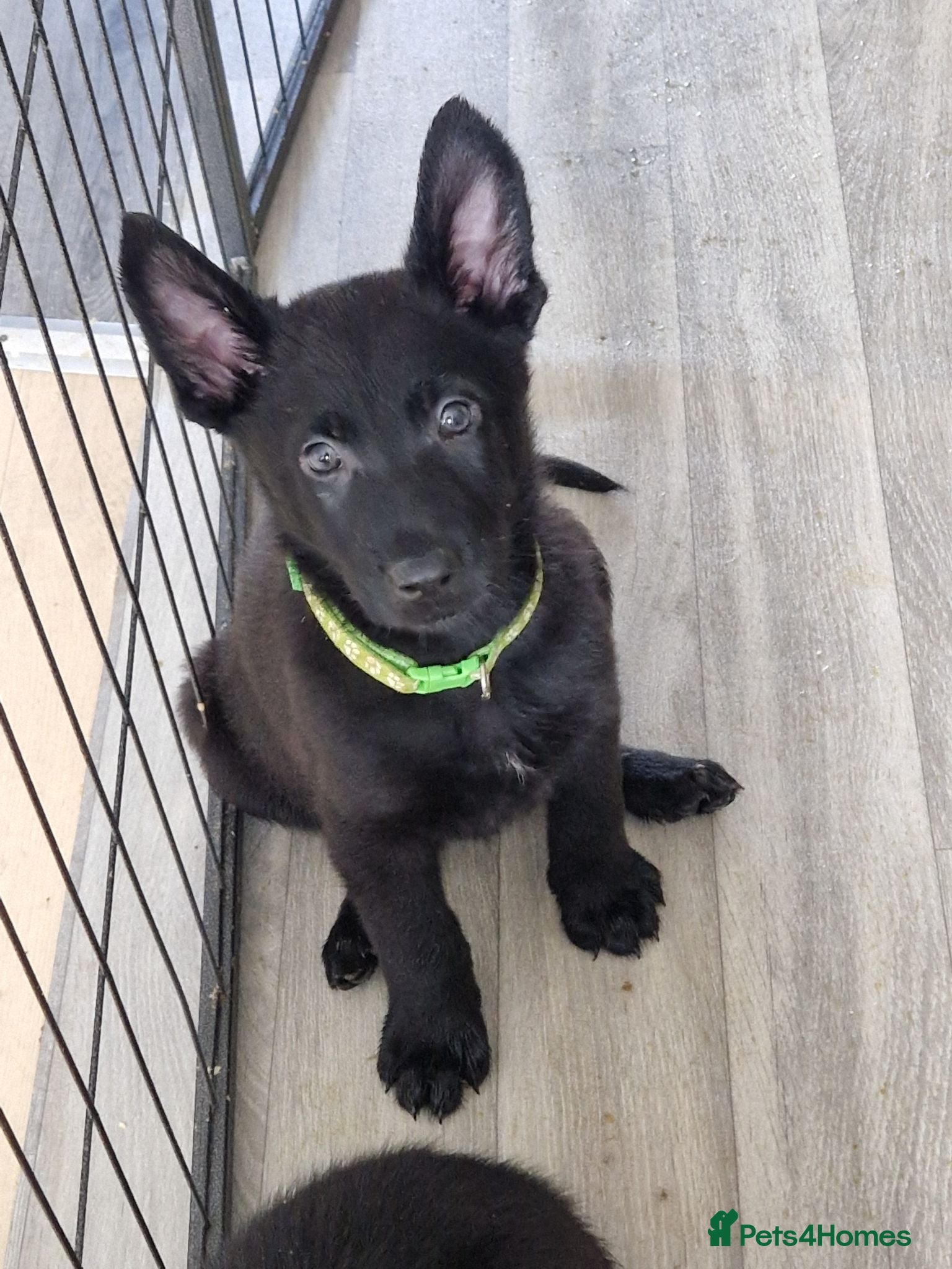 German Shepherd dogs Beautiful german shepherd puppies for sale  - Advert 19