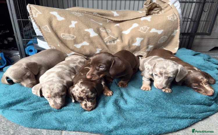 Miniature Dachshund dogs - Advert 12