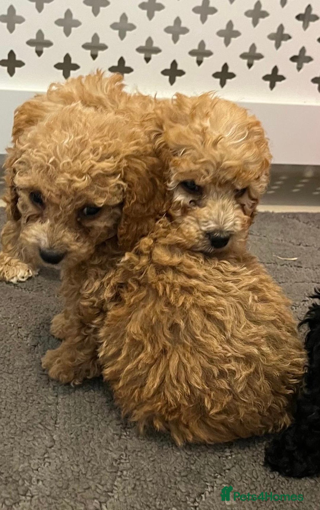 Cockapoo dogs for sale: Cockapoo F1B - Image 4
