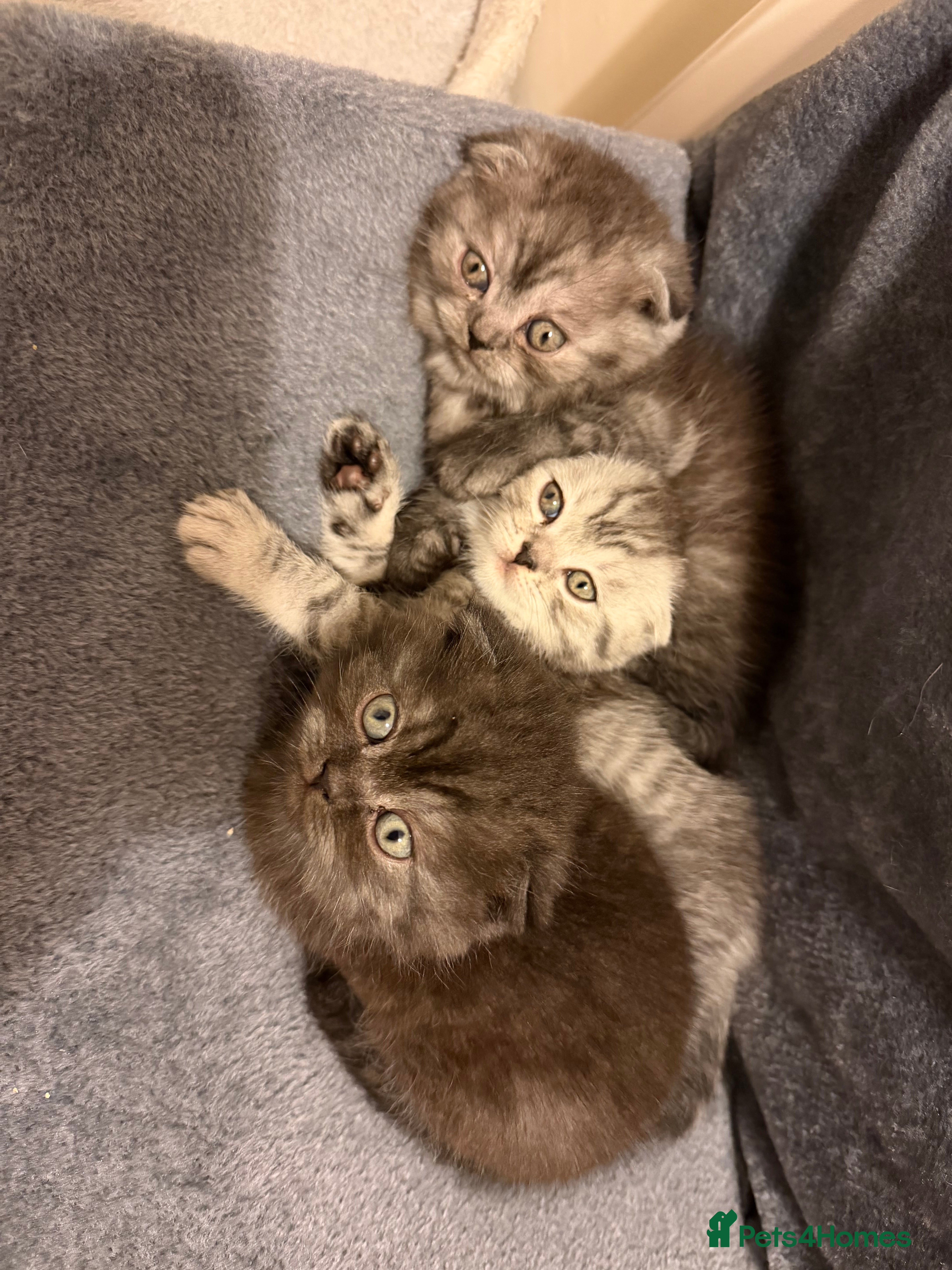 Scottish Fold cats Scottish Fold kittens - Advert 2