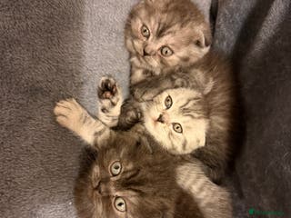 Scottish Fold cats Scottish Fold kittens - Advert 2