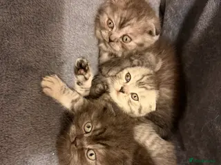 Scottish Fold cats Scottish Fold kittens - Advert 5