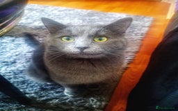 Ragdoll cats for sale: Ragdoll kittens  - Image 18