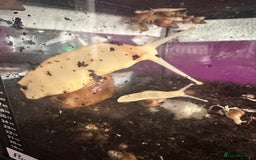 Snails invertebrates for sale: Giant land snails.  - Image 5