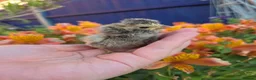 Chickens poultry for sale: Bantam day old chicks in Grays - Advert 3