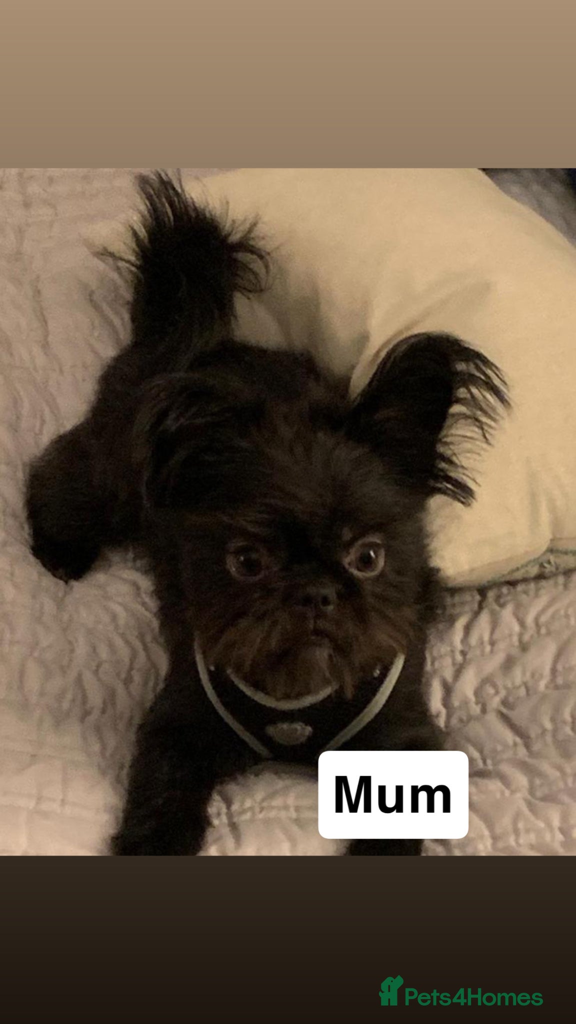 Mixed Breed dogs Shih Tzu cross - Advert 6