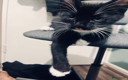 Mixed Breed cats for sale: 4 month old kittens looking for forever homes! - Advert 11