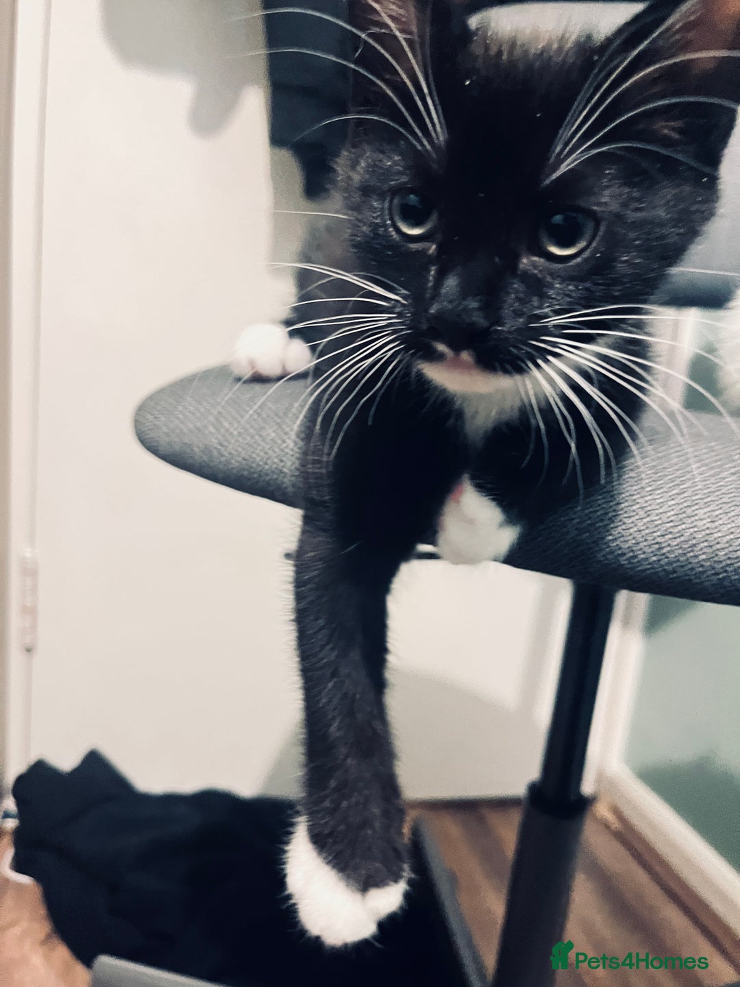 Mixed Breed cats for sale: 4 month old kittens looking for forever homes! - Advert 11