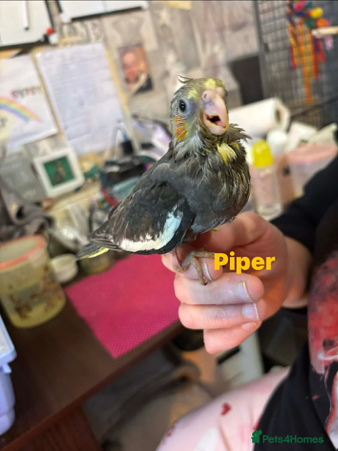 Cockatiels birds for sale: Hand reared and tame baby cockatiels  - Advert 13