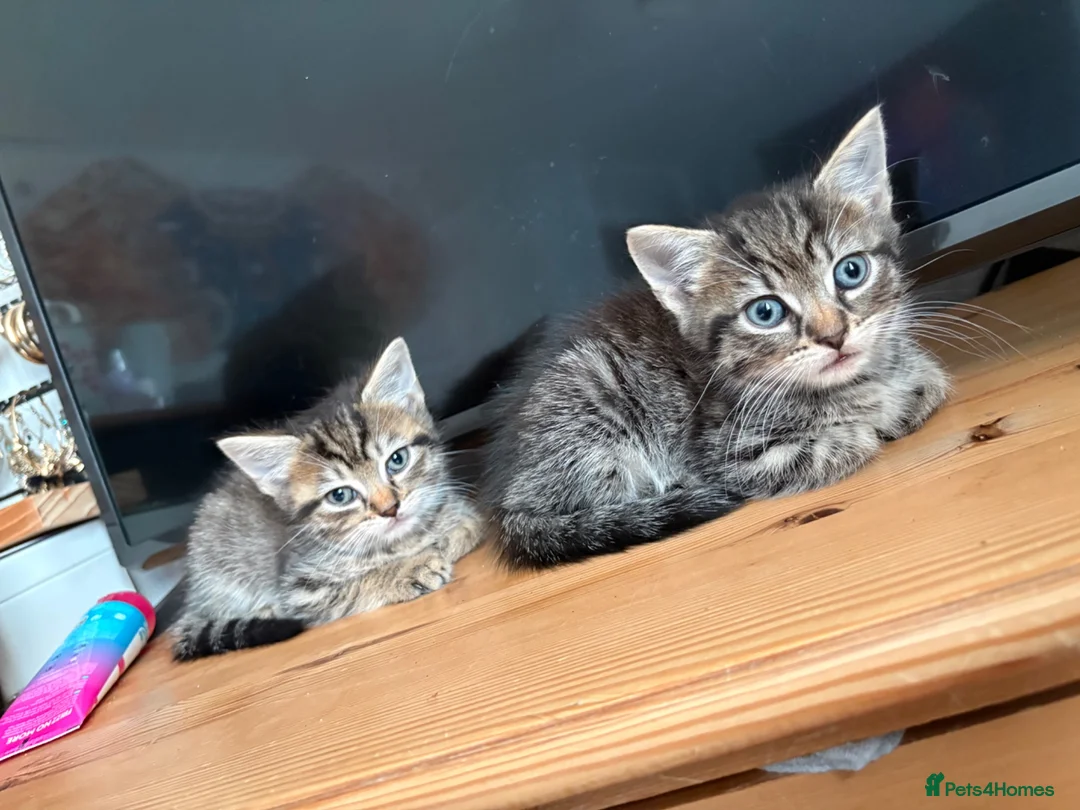 Mixed Breed cats for sale: Tabby kittens looking for loving home - Advert 1