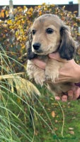 Miniature Dachshund dogs - Advert 1