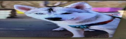 Siberian Husky dogs for sale: 🐾 Siberian Husky Puppies 🐾 - Advert 15
