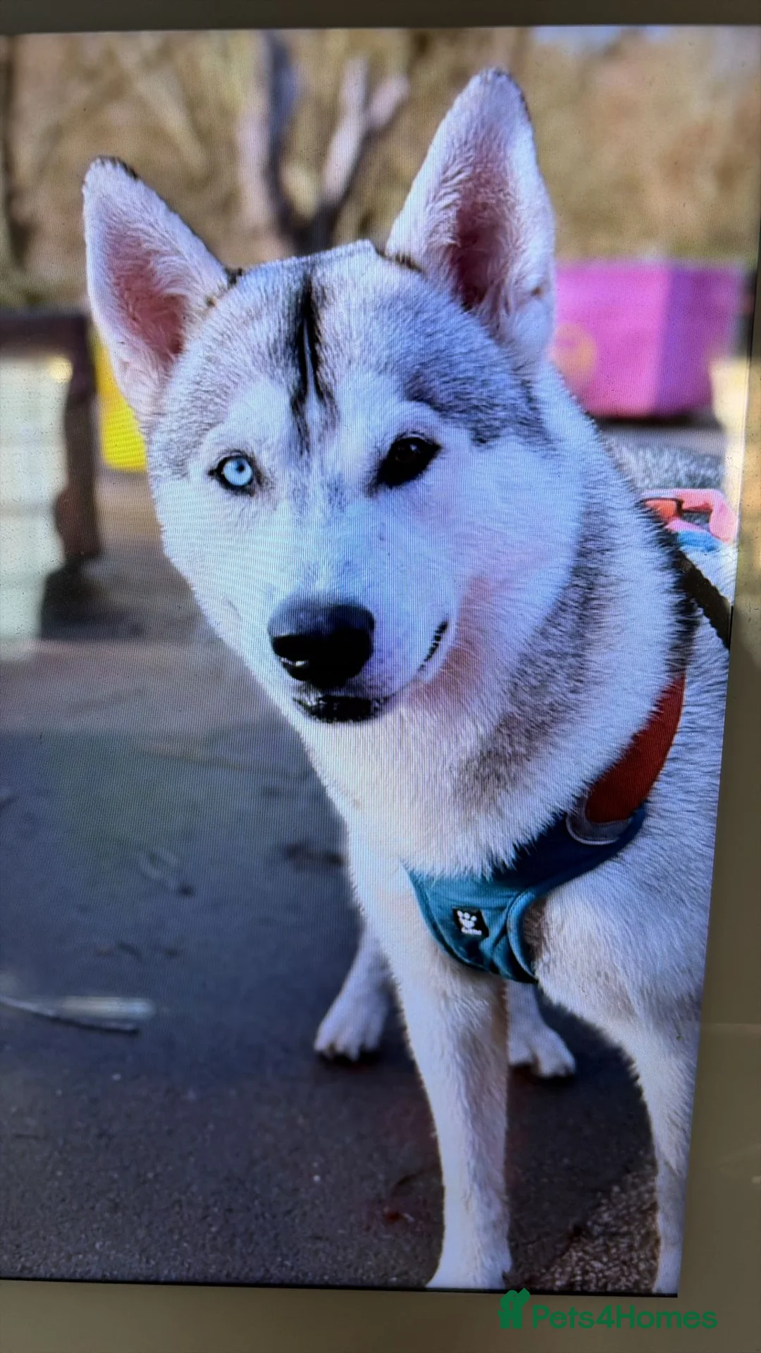 Siberian Husky dogs for sale: 🐾 Siberian Husky Puppies 🐾 - Advert 15