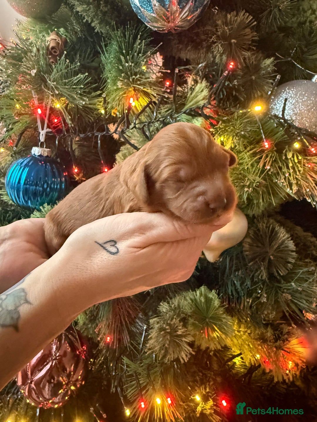 Cavapoo dogs for sale: Cavapoo puppies for sale - Advert 14