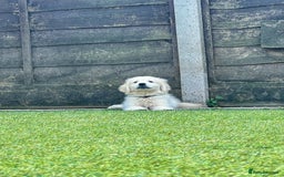 Golden Retriever dogs for sale: Stunning Litter of Golden Retrievers! in Lydbury North - Image 38