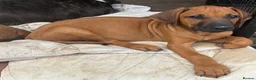 Rhodesian Ridgeback dogs for sale: Beautiful Rhodesian Ridgeback Puppies  - Advert 6