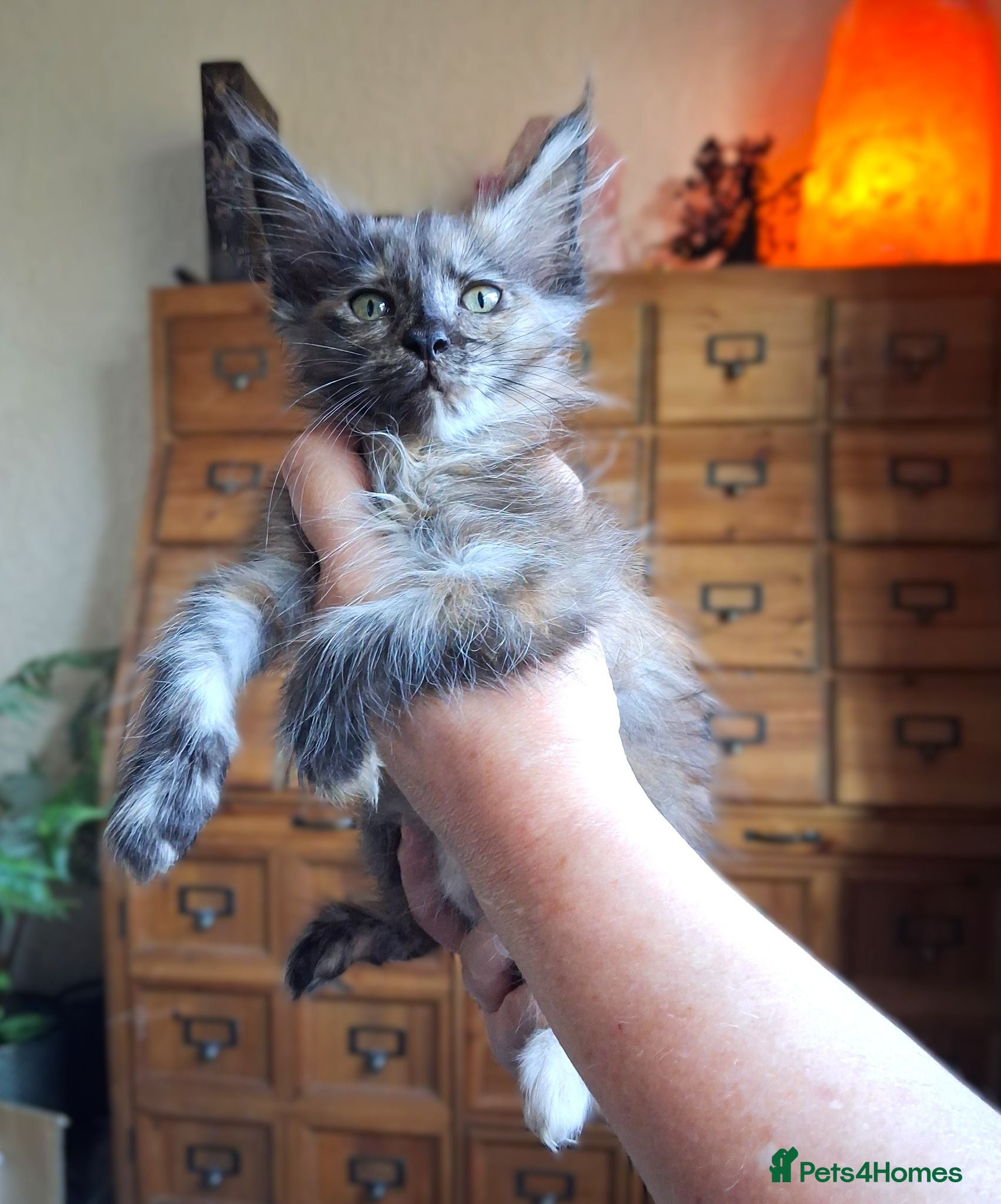 Maine Coon cats TICA Reg Maine Coon Kittens. Red. Tortie. White - Advert 14