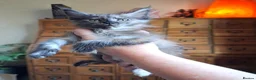 Maine Coon cats for sale: TICA Reg Maine Coon Kittens. Red. Tortie. White - Advert 1