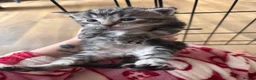 Mixed Breed cats for sale: Long haired mix breed kittens. - Advert 4