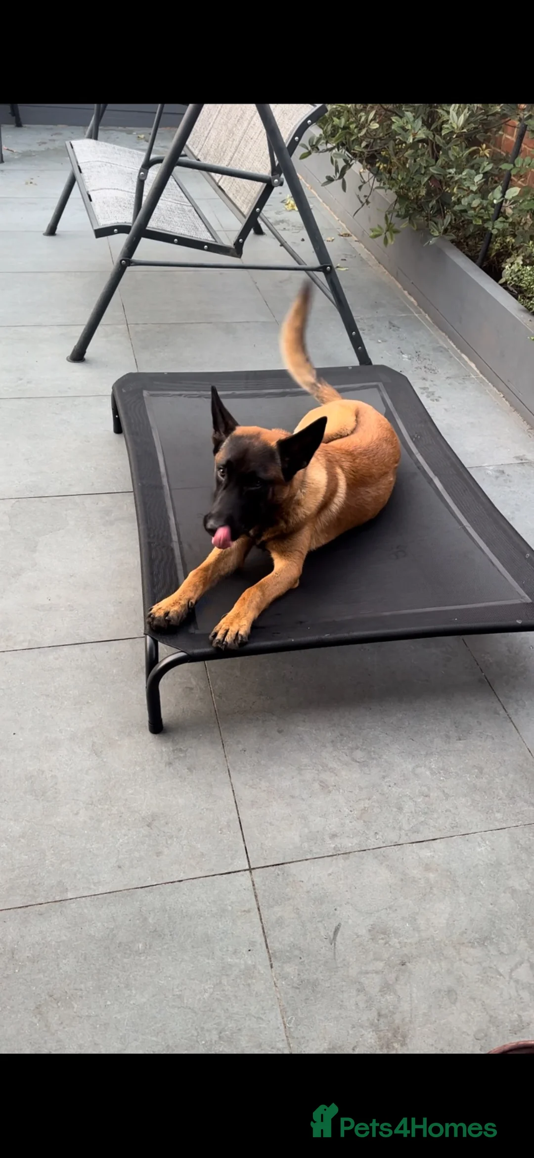 Belgian Shepherd Dog dogs for sale: Cooper in Hayes - Advert 5