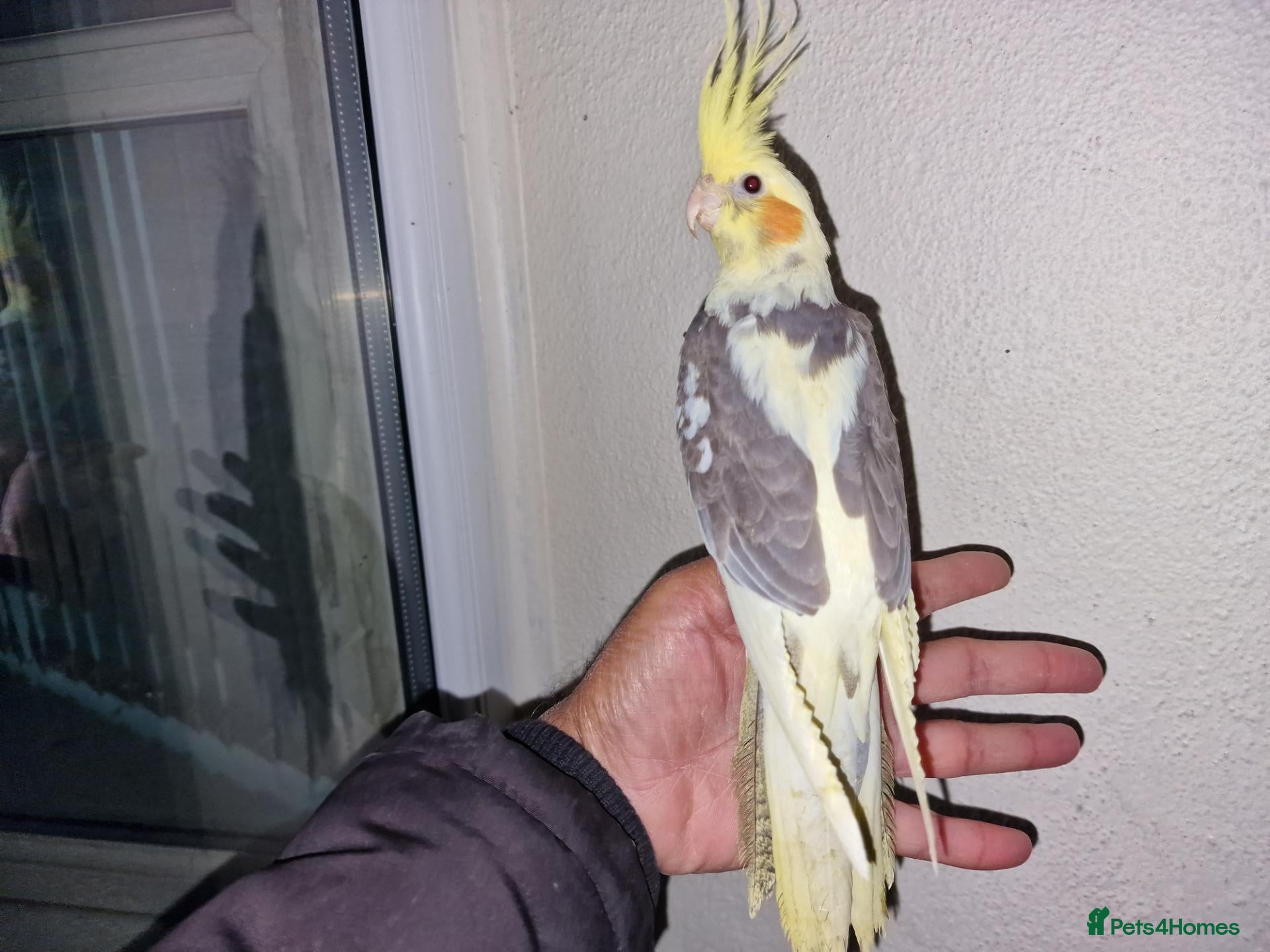 Cockatiels birds for sale: Hand tamed baby cockatiels  - Advert 18