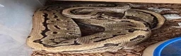 Python Snake reptiles for sale: Various Royal Pythons - Advert 7