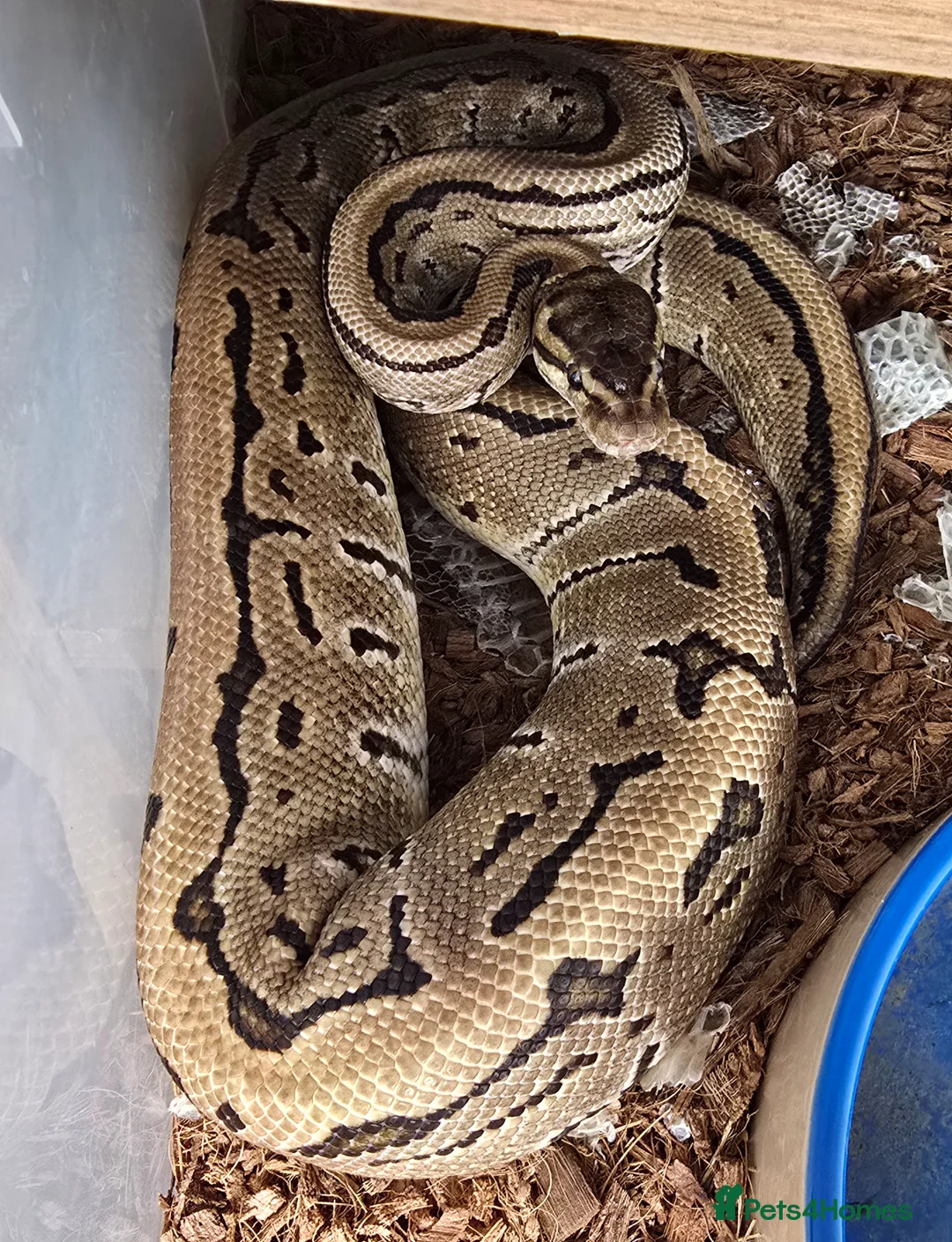 Python Snake reptiles for sale: Royal Python for pet home - Advert 3