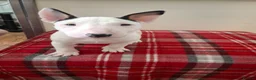 English Bull Terrier dogs for sale: Stunning english bull terrier pups - Advert 9