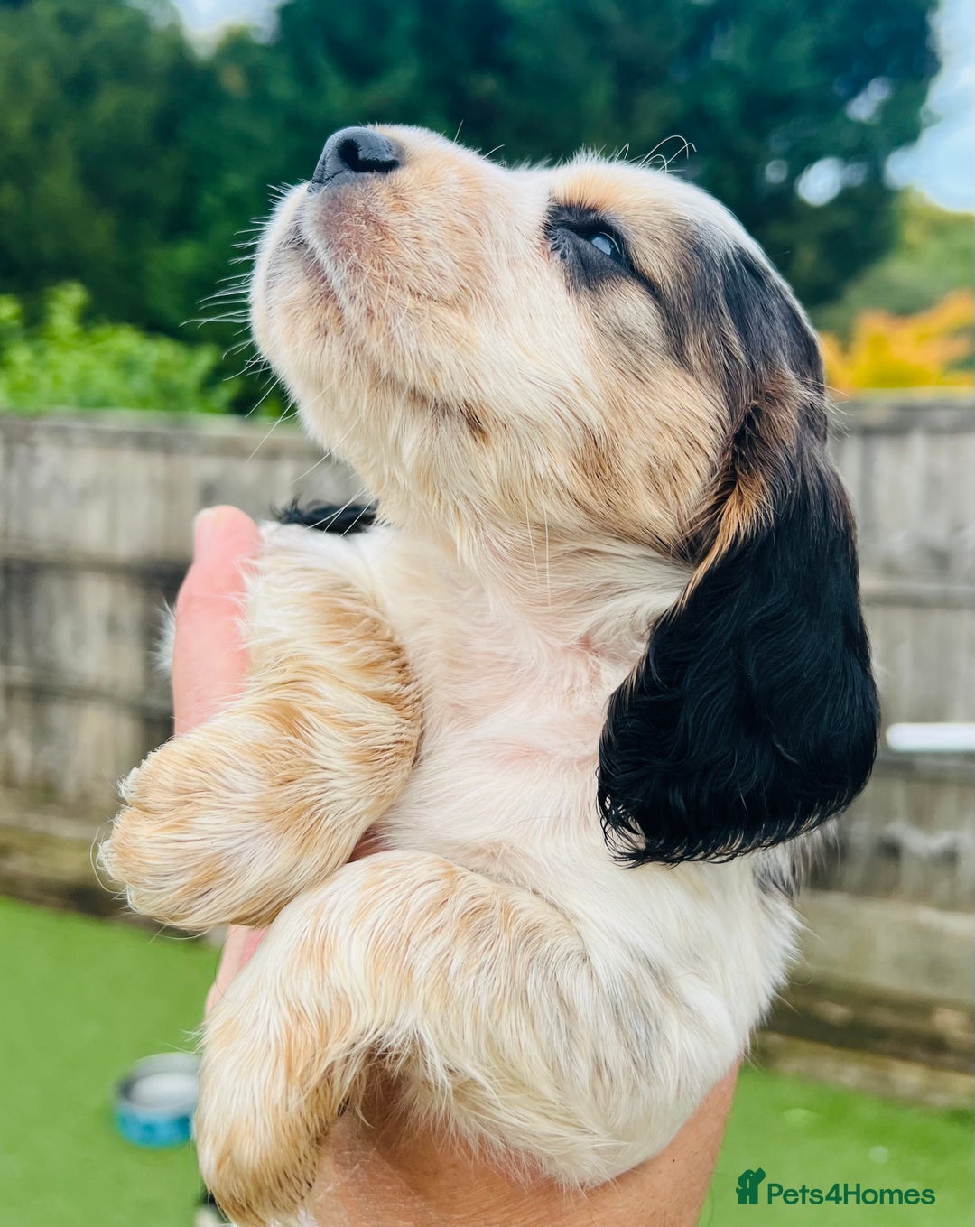 Cocker Spaniel dogs for sale: Gorgeous show type cocker spaniels - Image 15