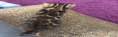 Bengal 1