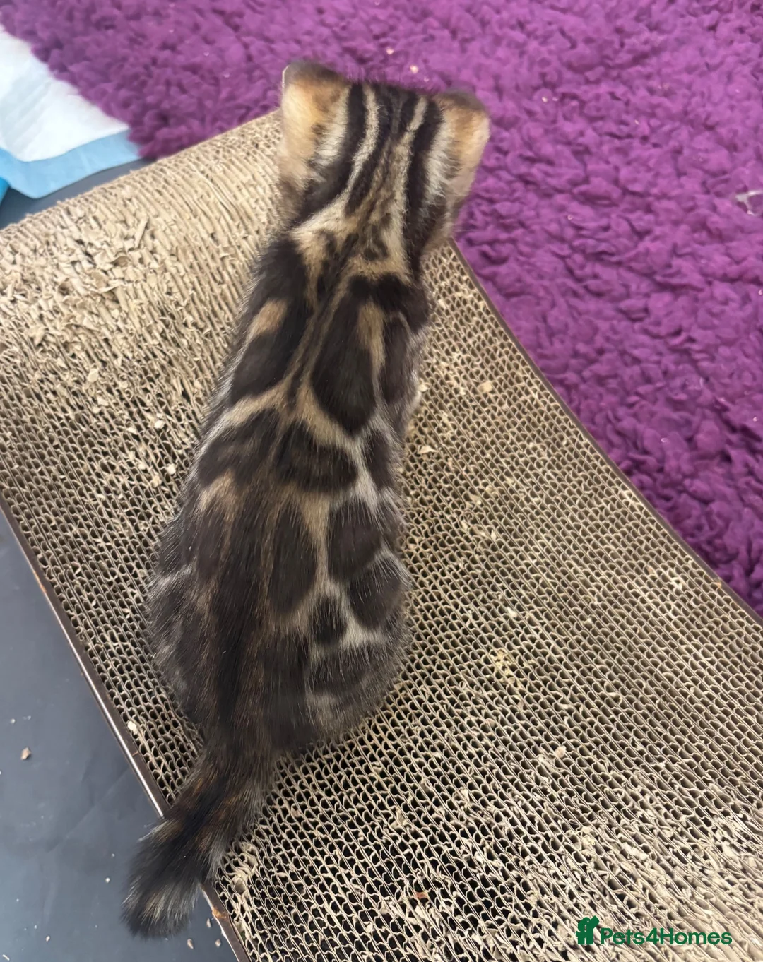 Bengal cats for sale: Pure bred Glitter Coat Bengal Kittens  in Ebbw Vale - Advert 11