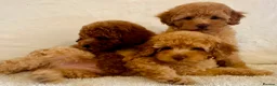 Toy Poodle dogs for sale: Toy poodle puppies  in Wakefield - Advert 18