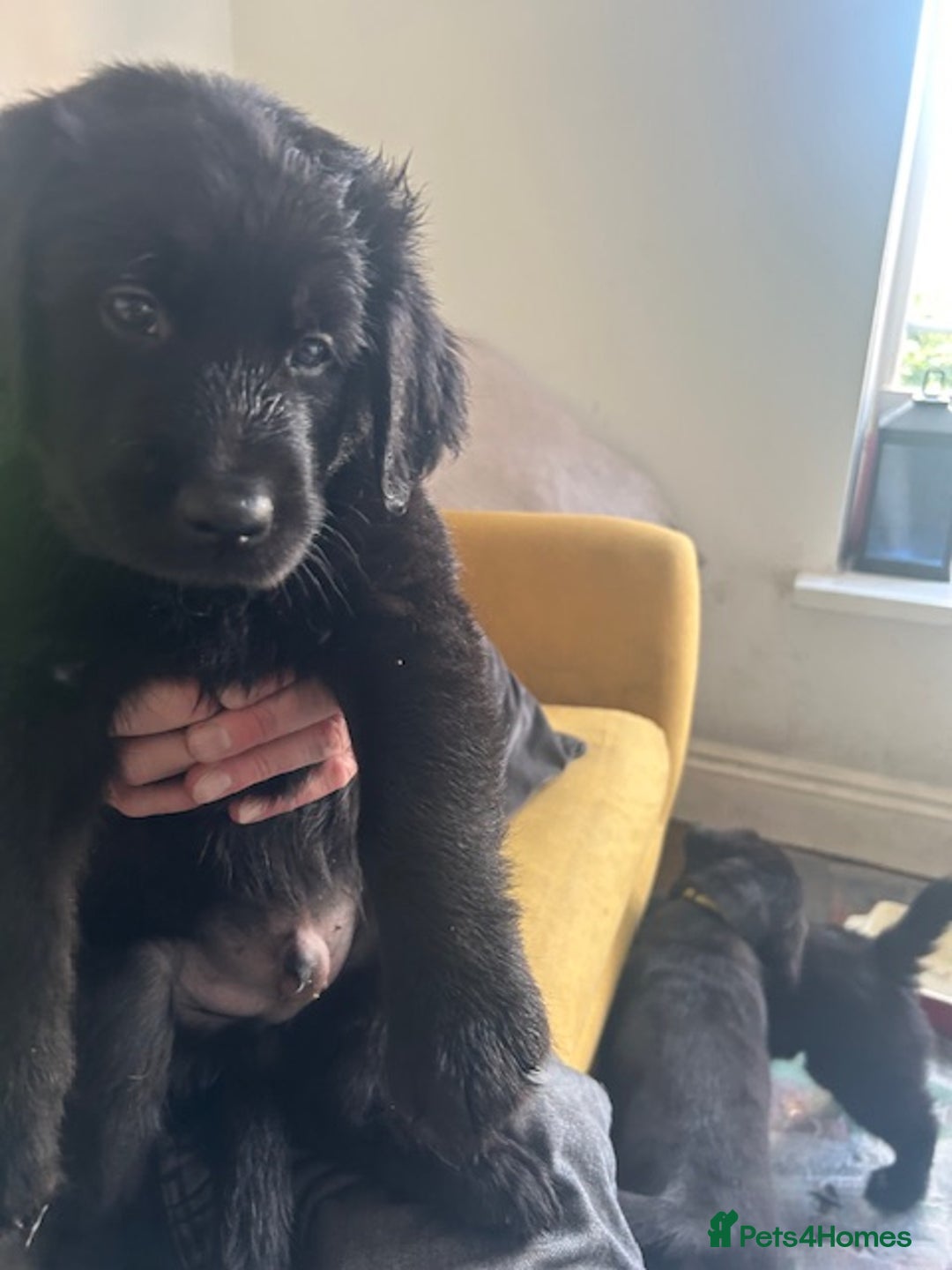 Labrador Retriever dogs for sale: Stunning Black Labrador Retriever Puppies in London - Image 3