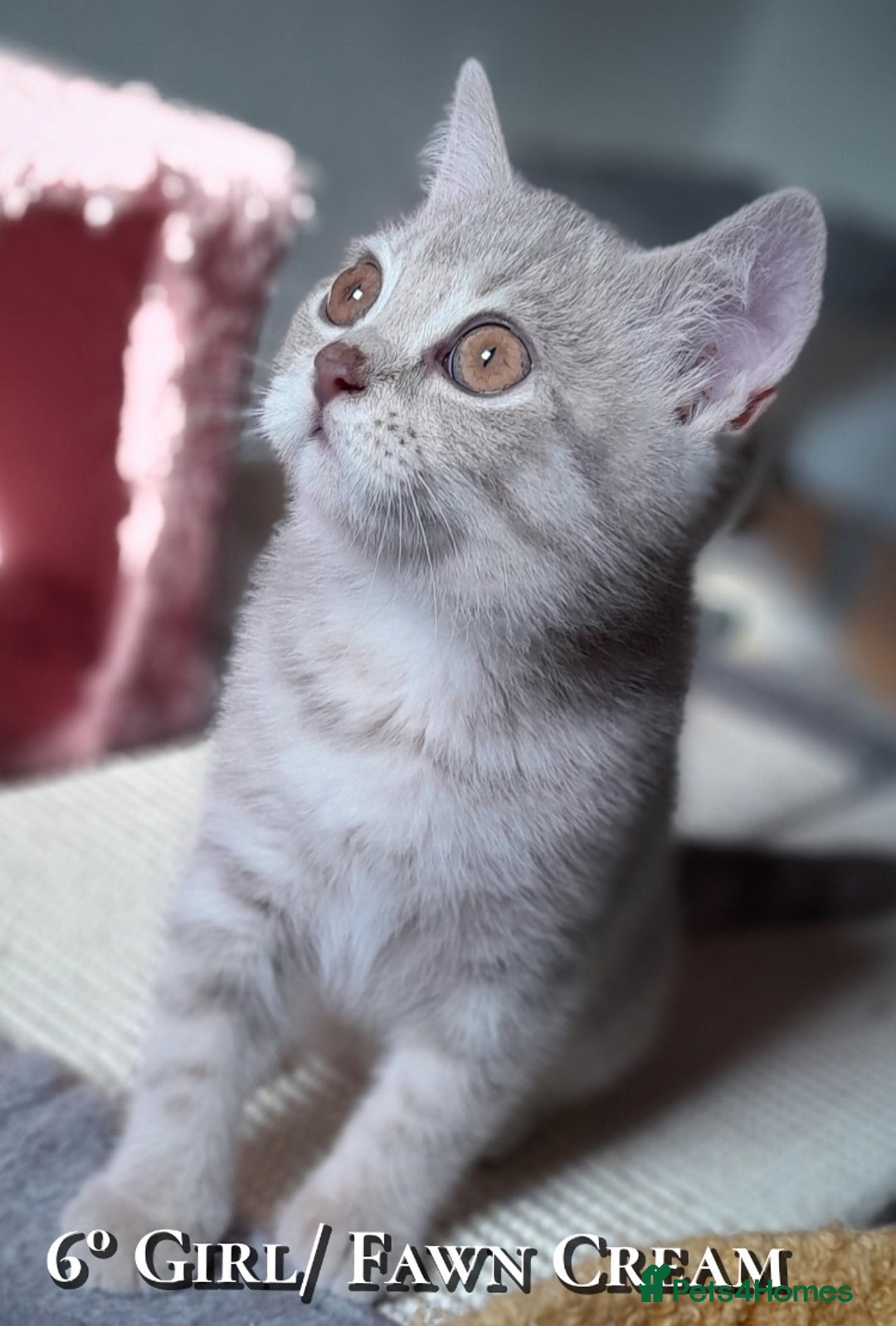 British Shorthair cats for sale: British kittens  - Advert 6