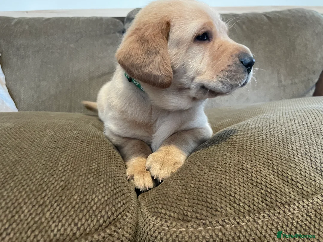 Labrador Retriever dogs for sale: Stunning chunky Labradors  in Boston - Advert 10